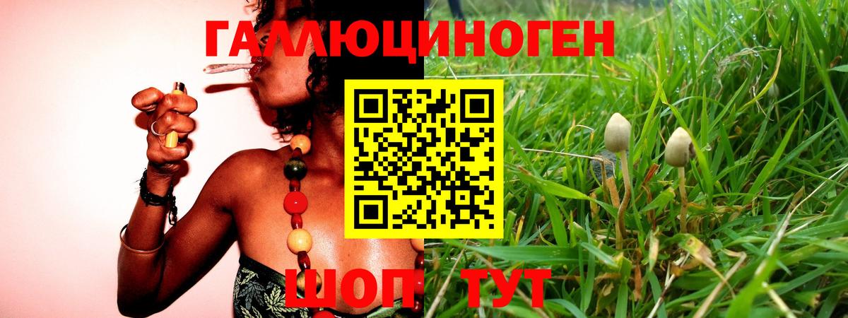 Псилоцибиновые грибы Psilocybine cubensis  Вход с VPN  Псилоцибиновые грибы прущие грибы  Пушкино 